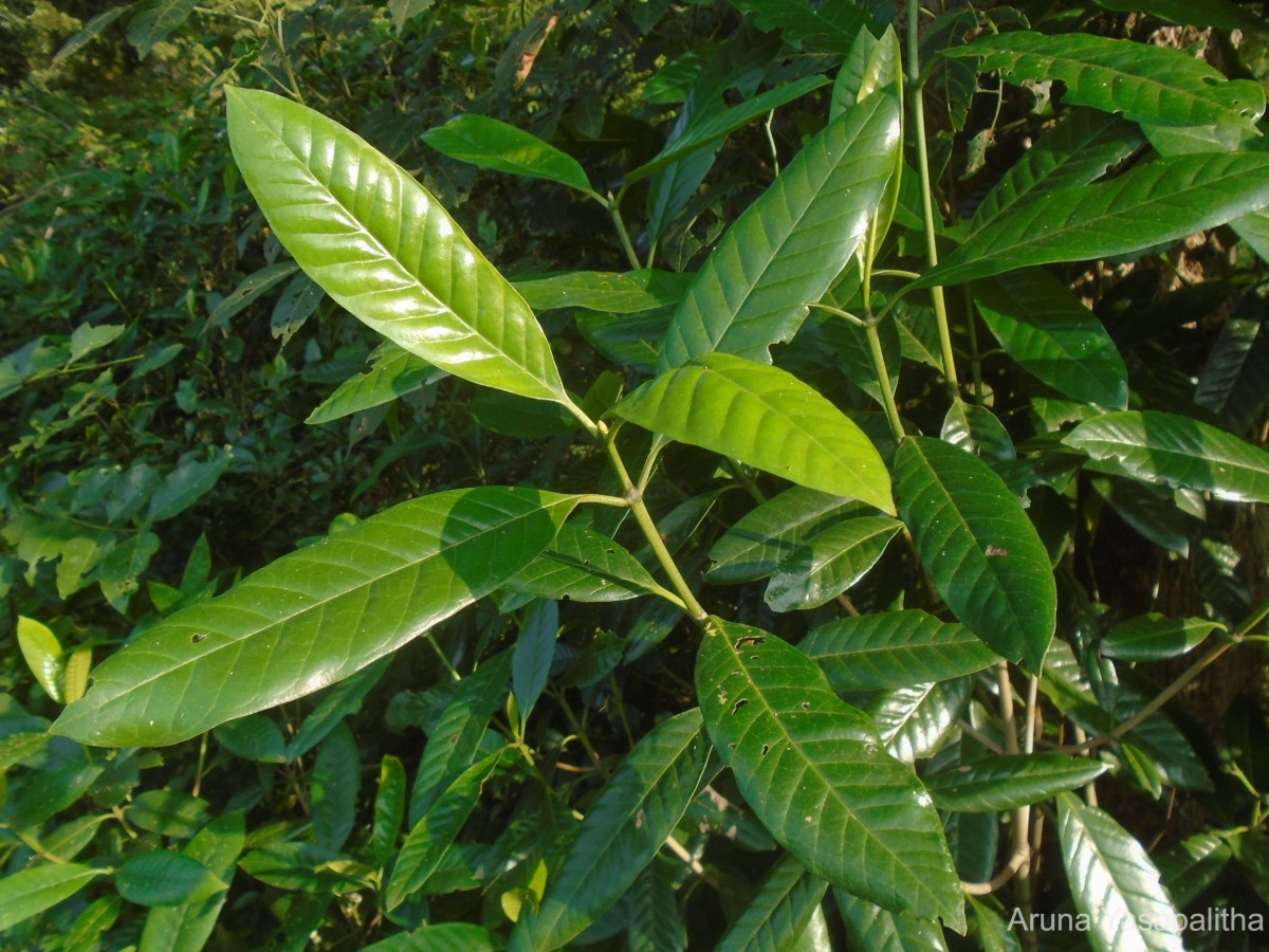 Tarenna asiatica (L.) Kuntze ex K.Schum.