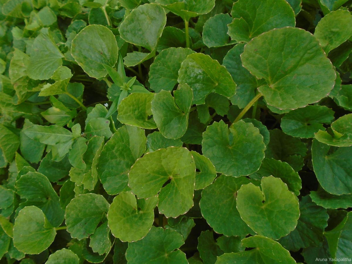 Centella asiatica (L.) Urb.