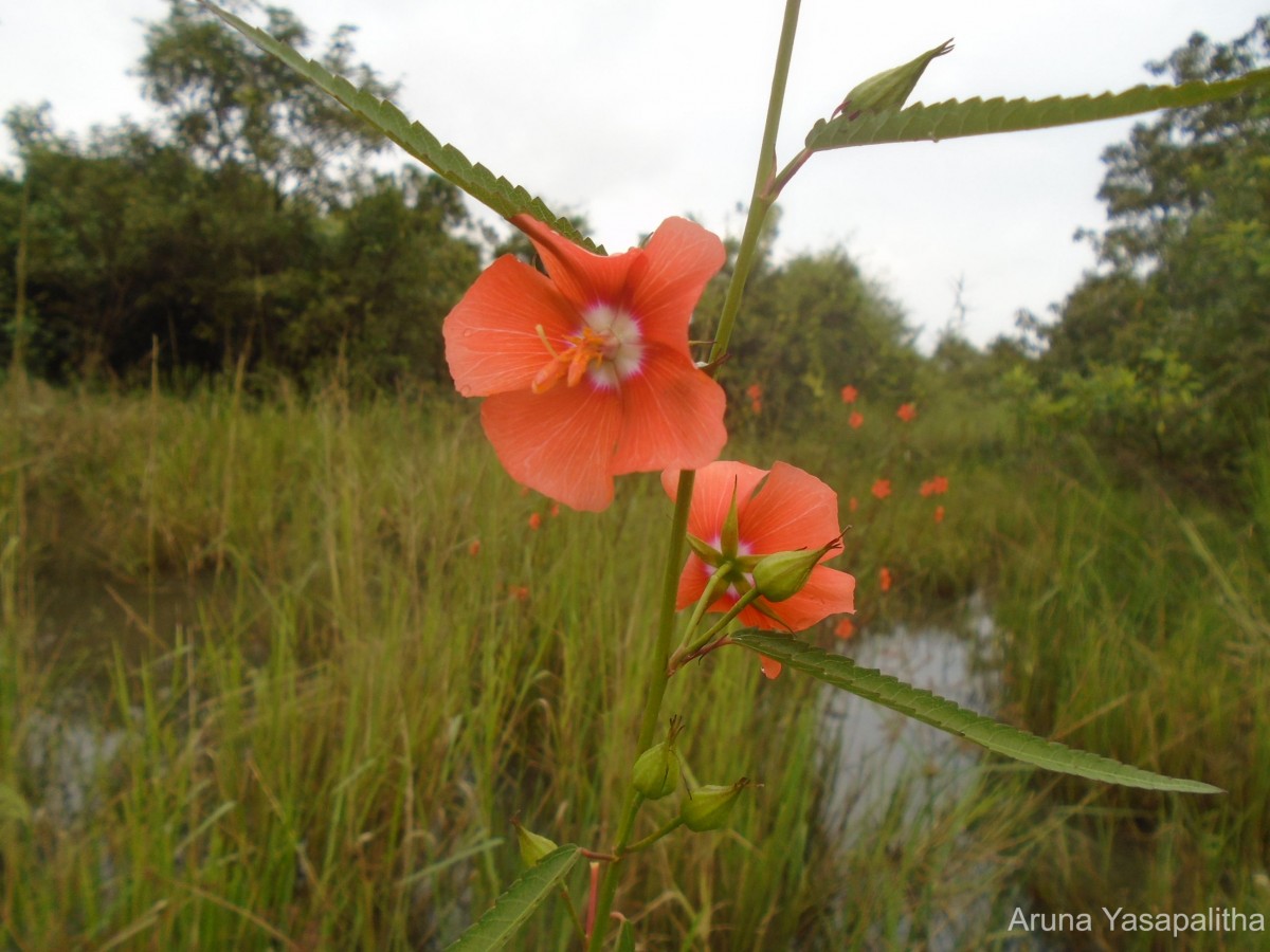 Pentapetes phoenicea L.