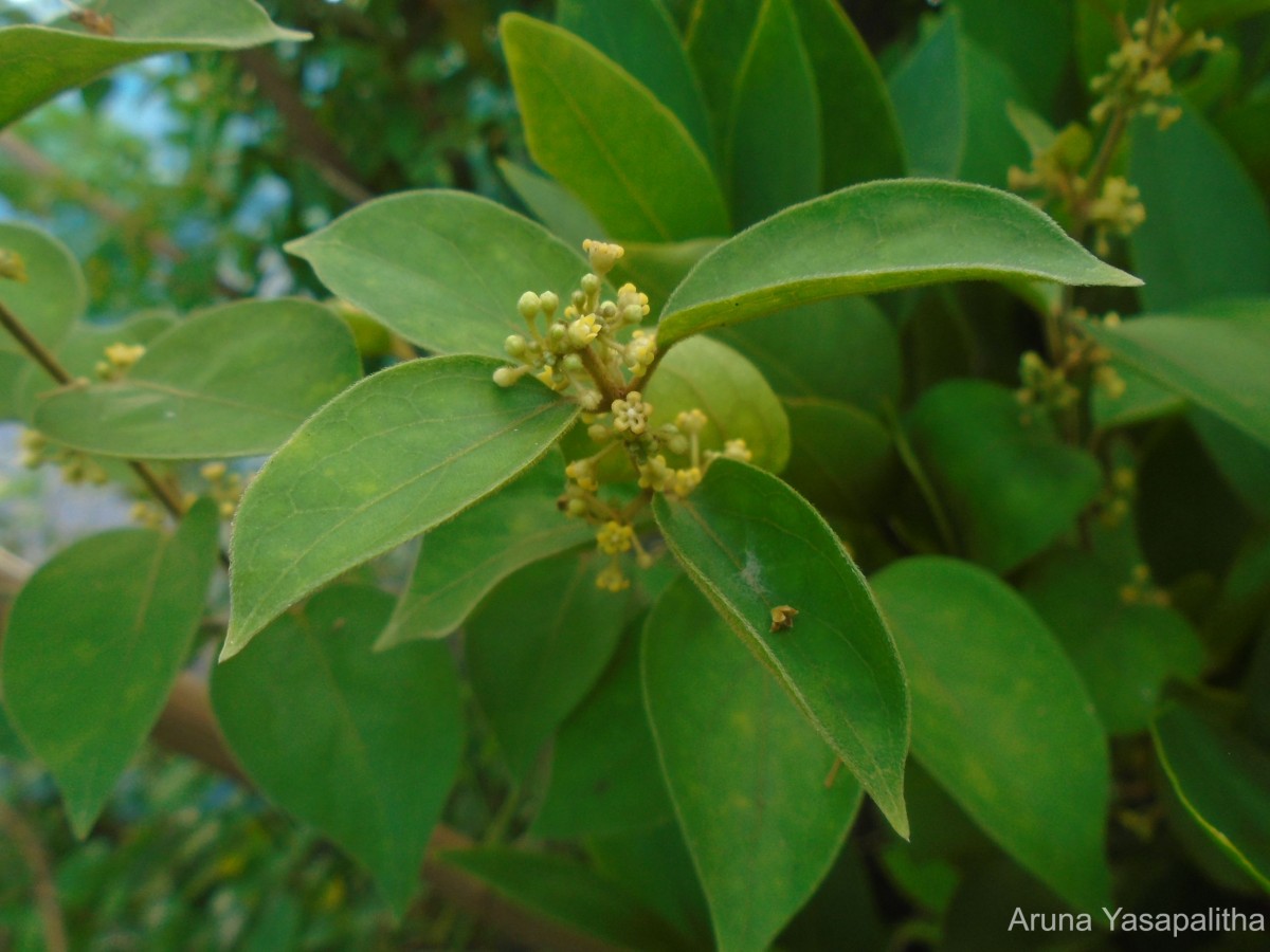 Gymnema sylvestre (Retz.) R.Br. ex Sm.