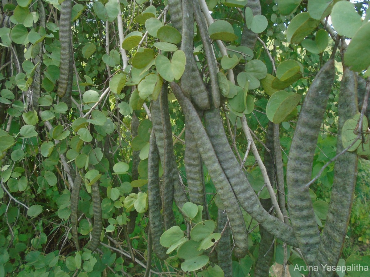 Bauhinia racemosa Lam.