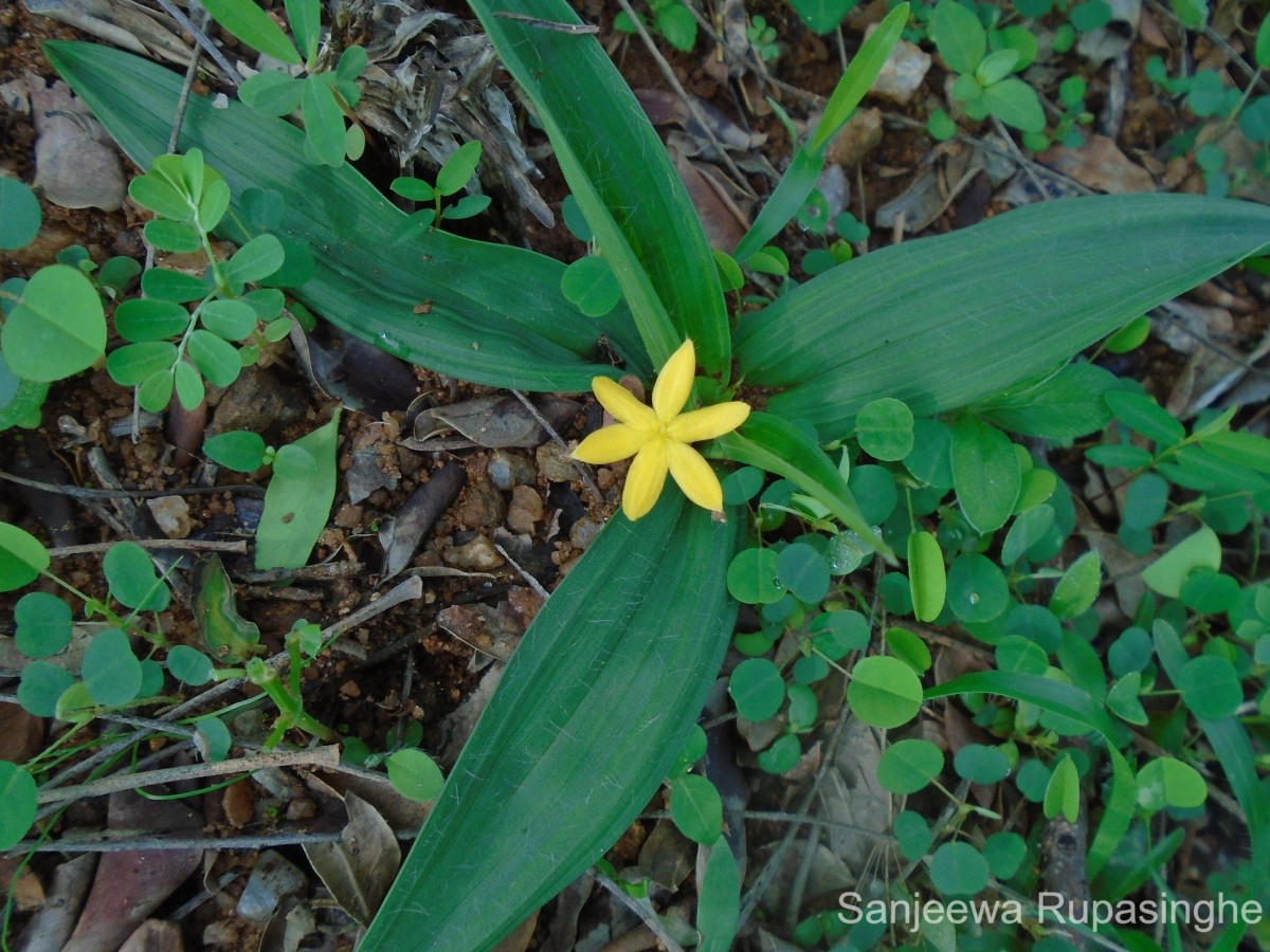 Curculigo orchioides Gaertn.