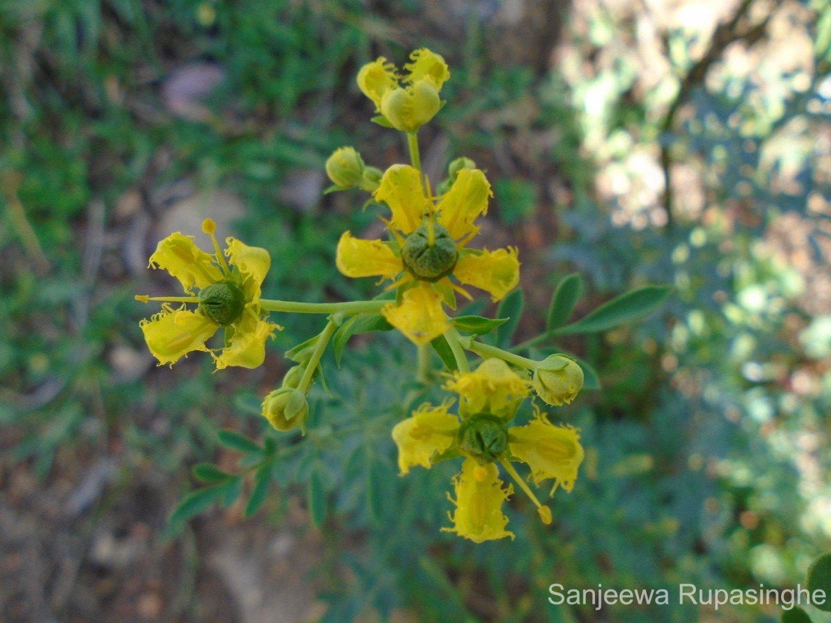 Ruta chalepensis L.