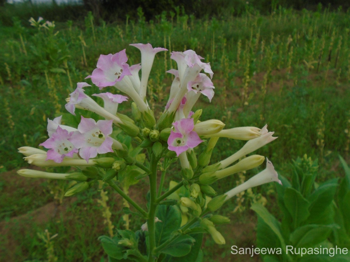 Nicotiana tabacum L.