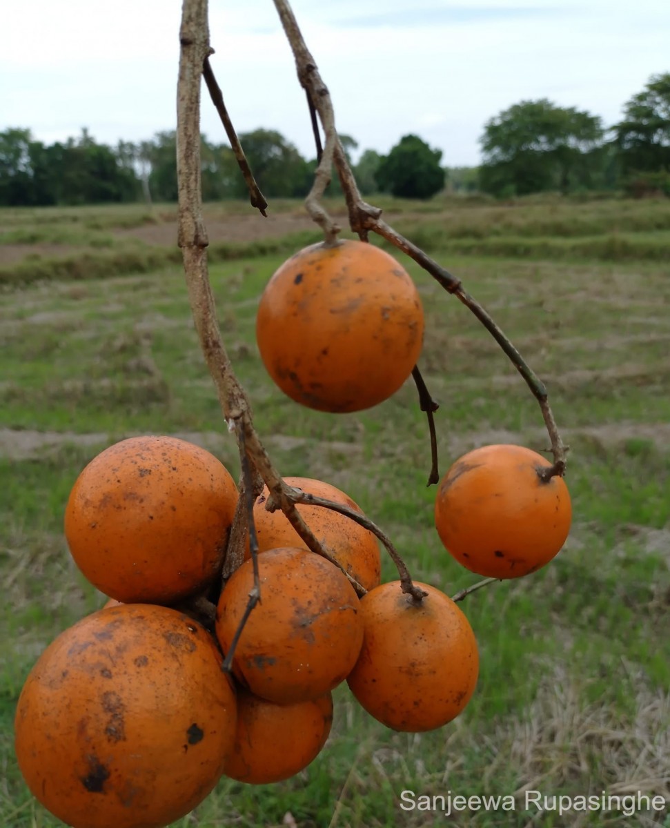 Strychnos nux-vomica L.