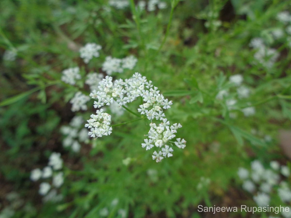 Trachyspermum roxburghianum H.Wolff