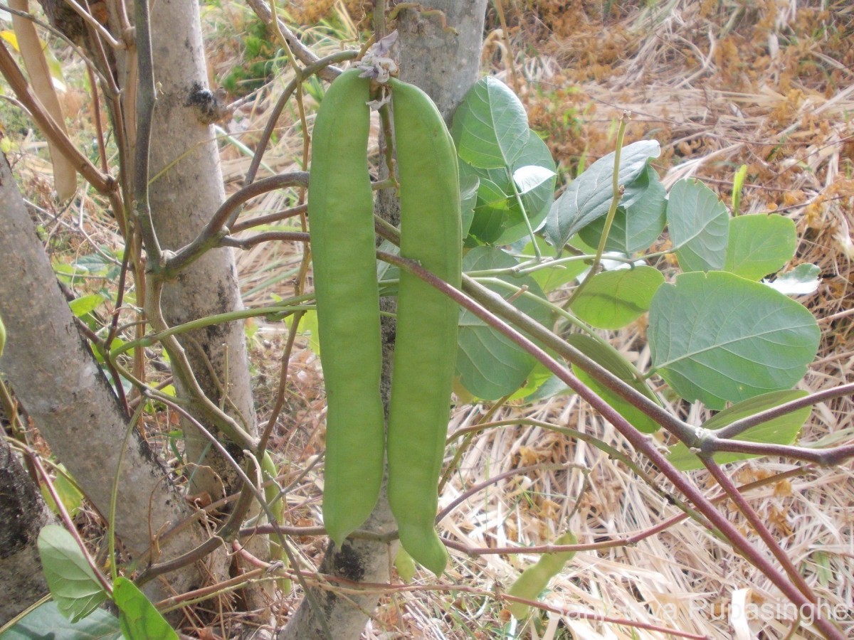Canavalia gladiata (Jacq.) DC.