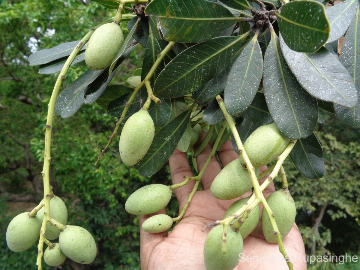 Mangifera zeylanica (Blume) Hook.f.