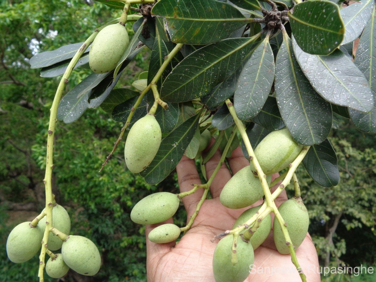 Mangifera zeylanica (Blume) Hook.f.