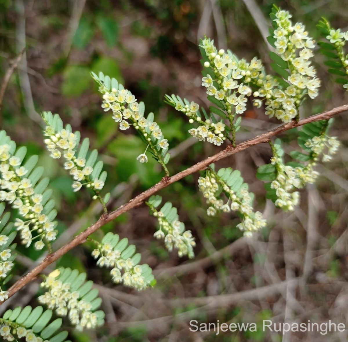 Phyllanthus racemosus L.f.