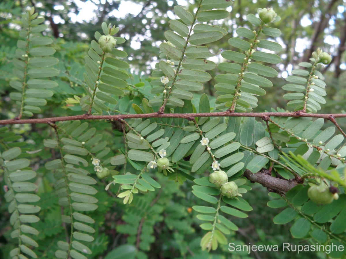 Phyllanthus racemosus L.f.