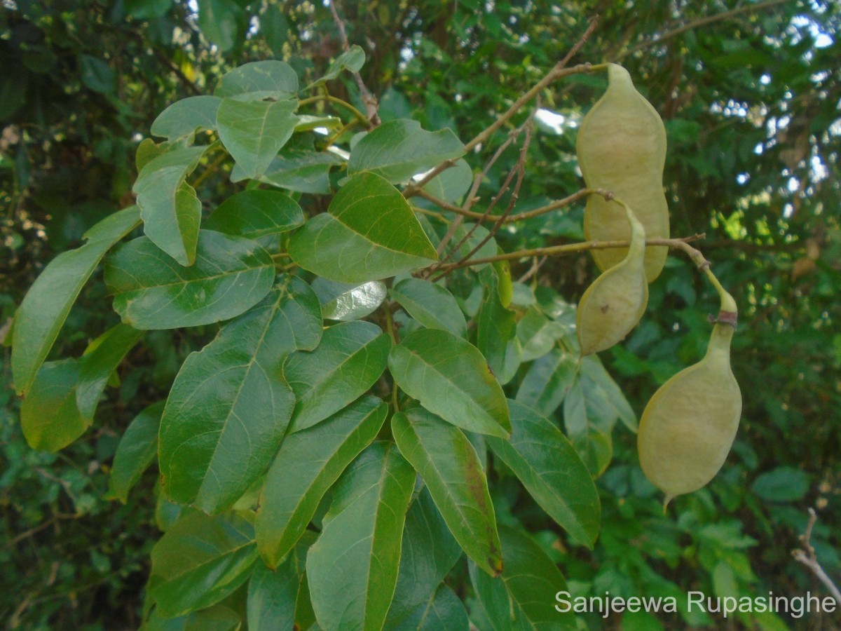 Pericopsis mooniana Thwaites