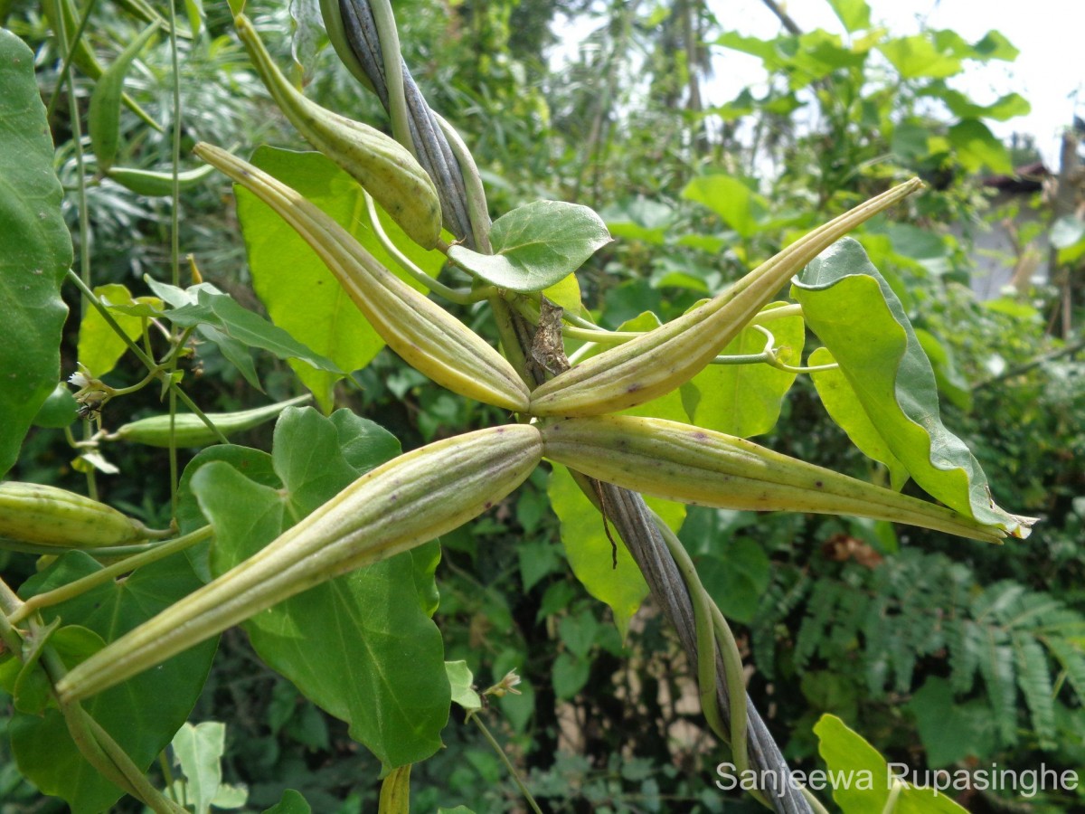 Cynanchum tunicatum (Retz.) Alston