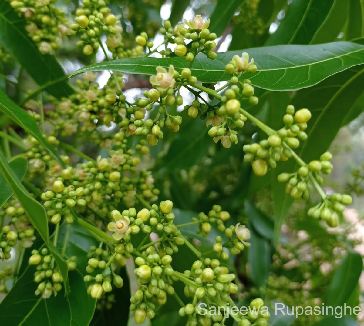 Swietenia macrophylla King