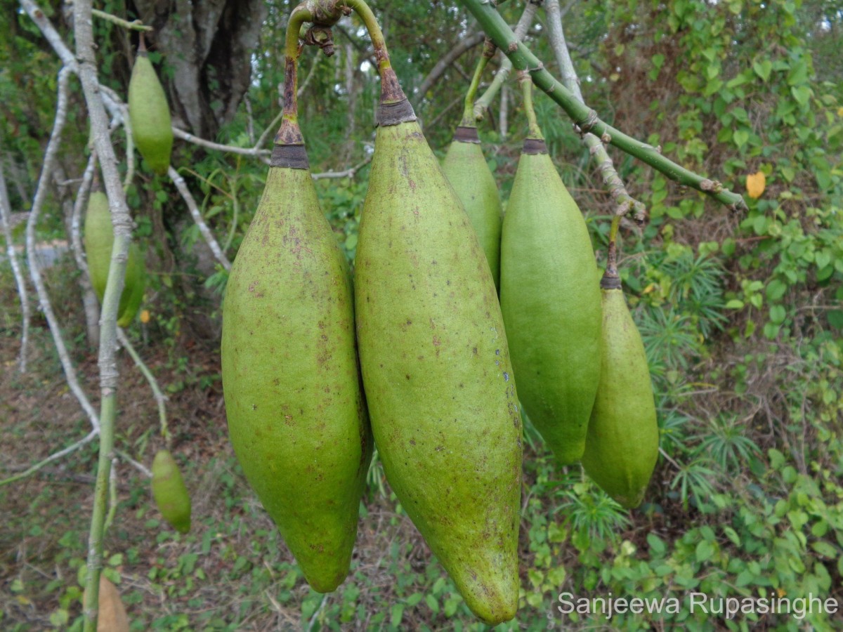 Ceiba pentandra (L.) Gaertn.