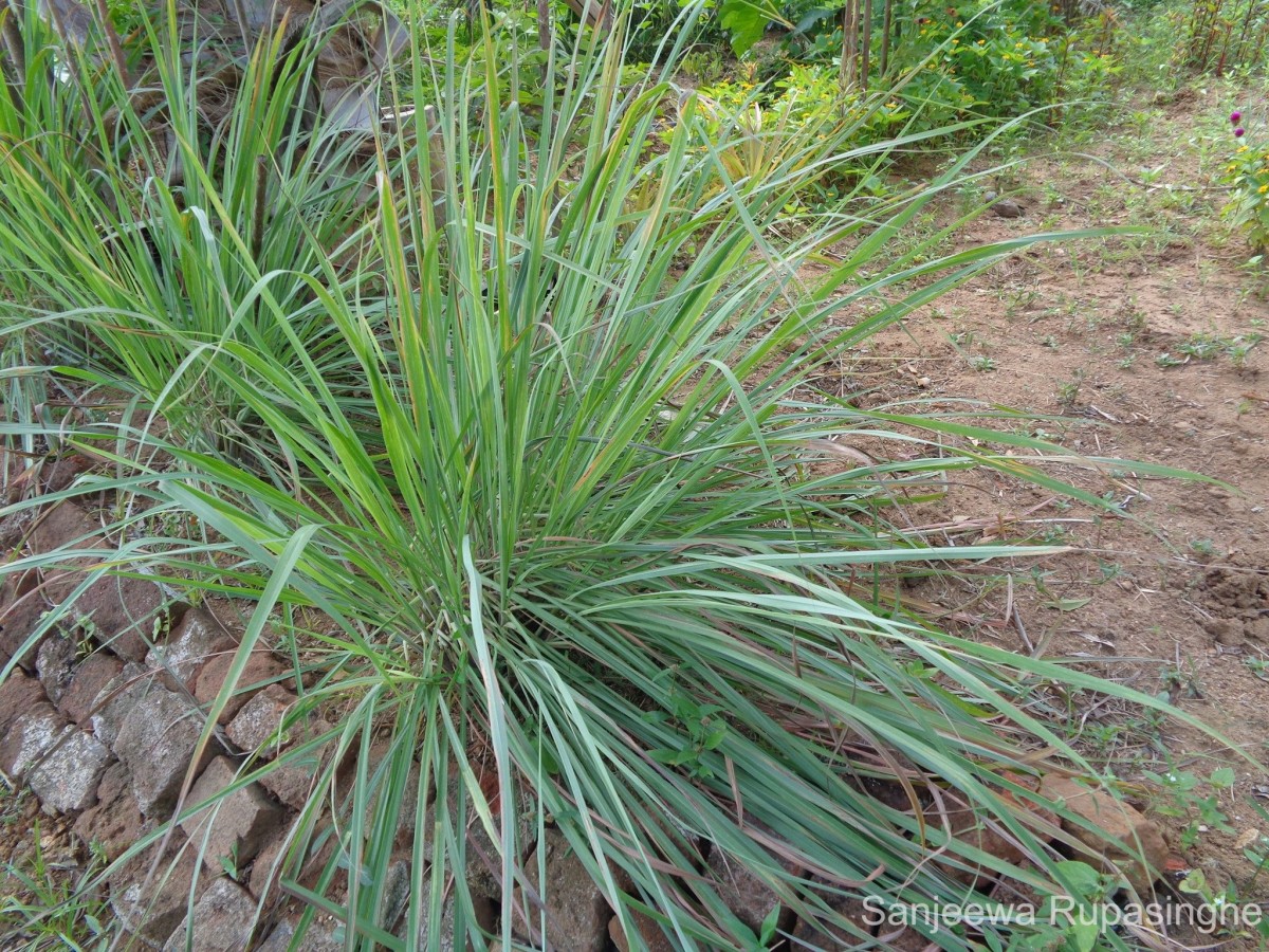 Cymbopogon citratus (DC.) Stapf