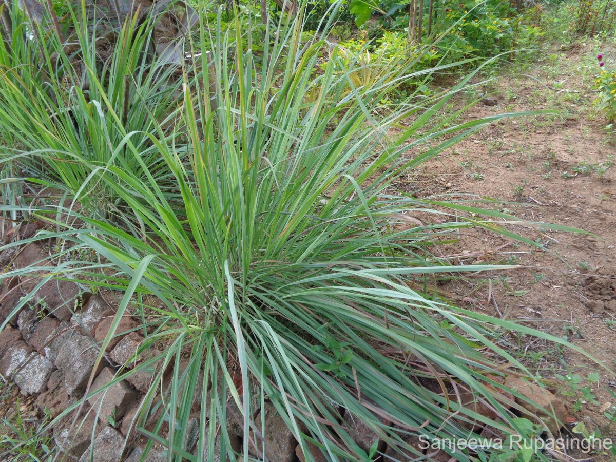 Cymbopogon citratus (DC.) Stapf