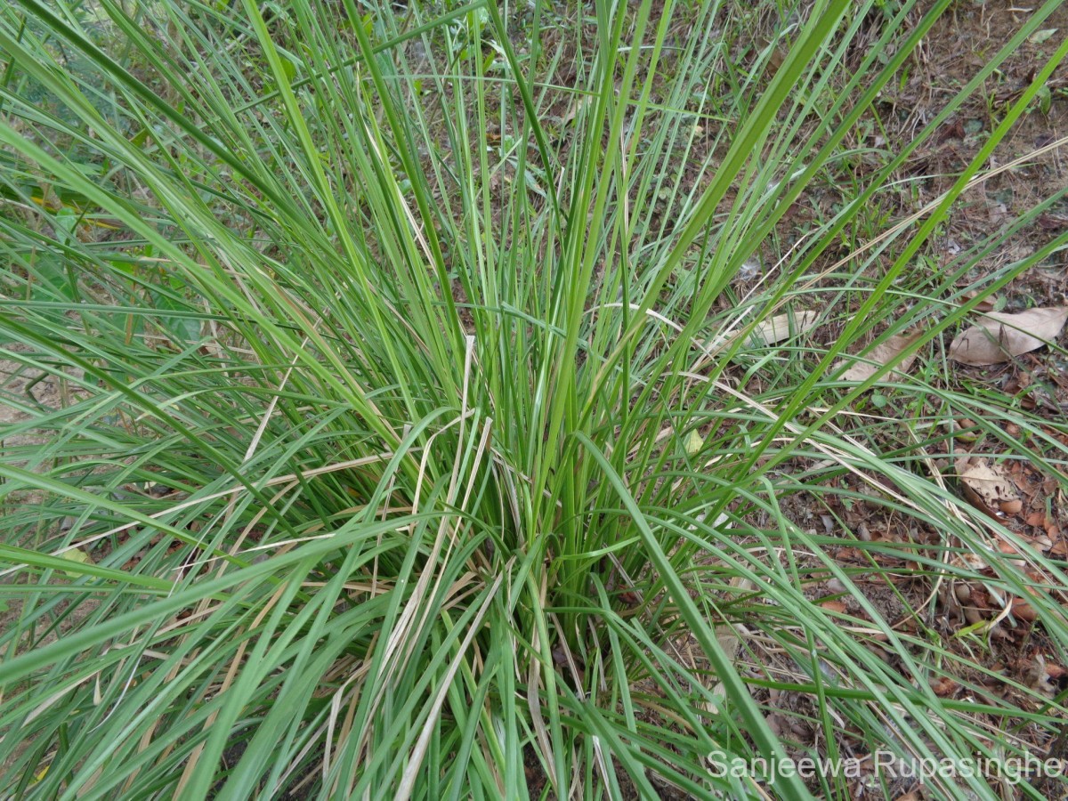 Chrysopogon zizanioides (L.) Roberty