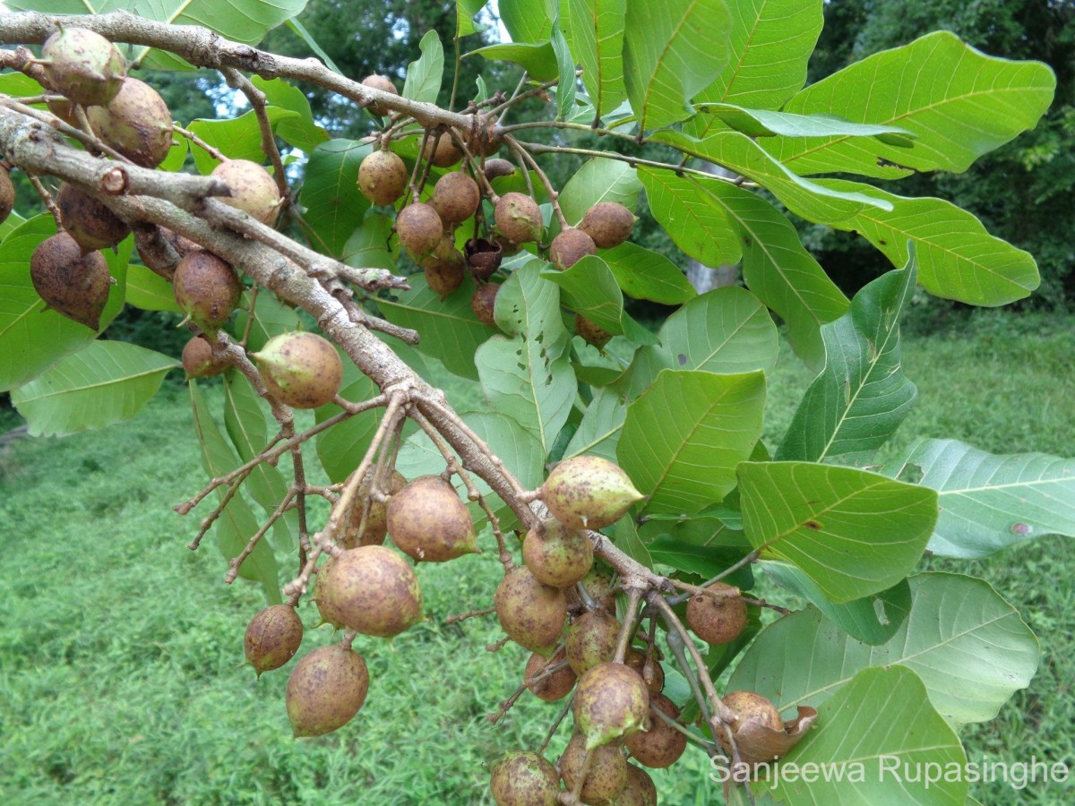 Schleichera oleosa (Lour.) Oken