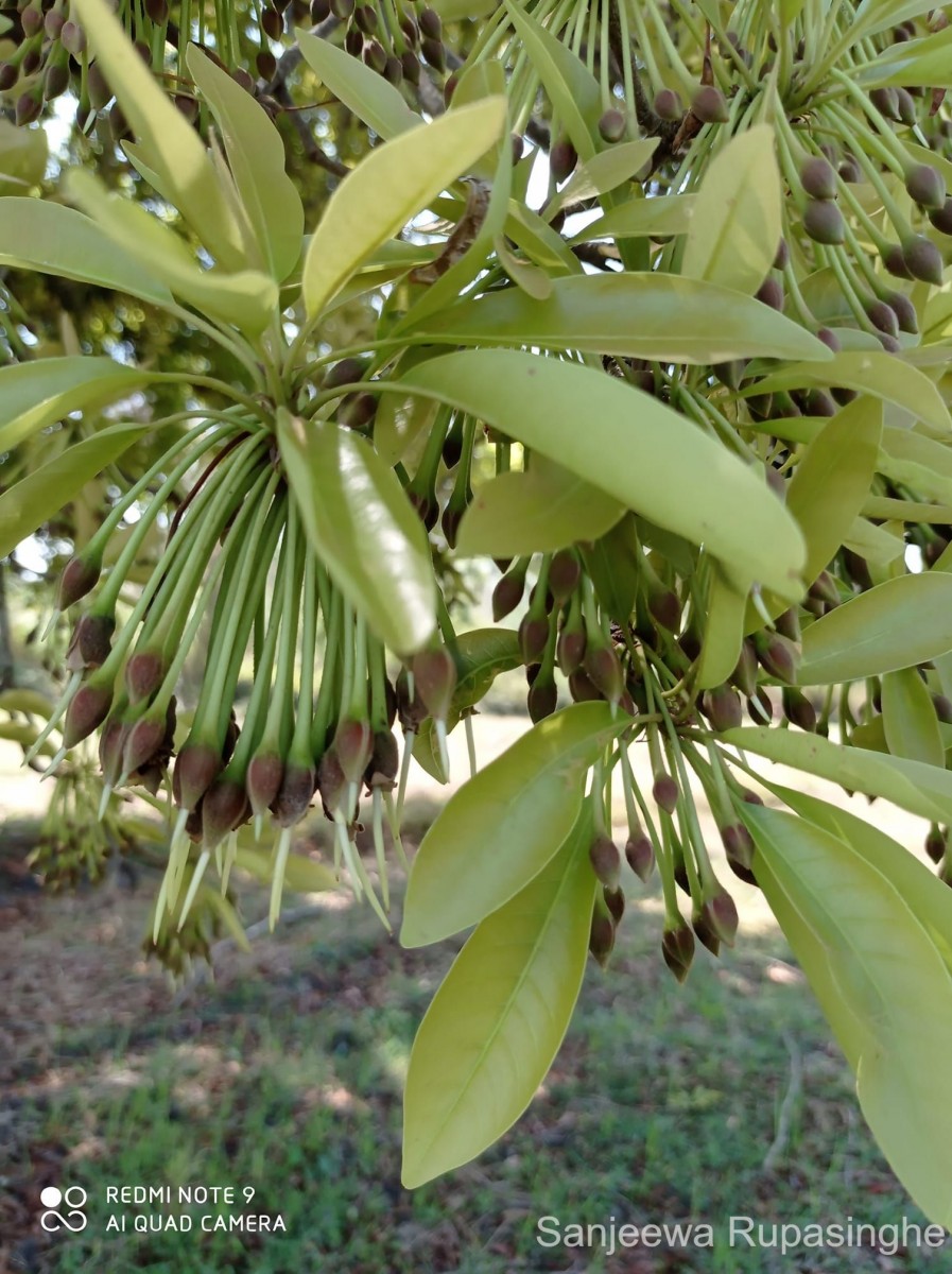 Madhuca longifolia (J.Koenig ex L.) J.F.Macbr.