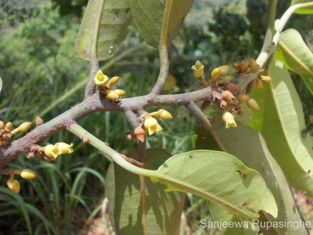 Myristica ceylanica A.DC.