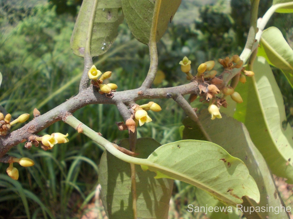 Myristica ceylanica A.DC.