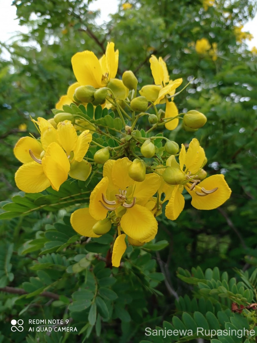 Senna auriculata (L.) Roxb.
