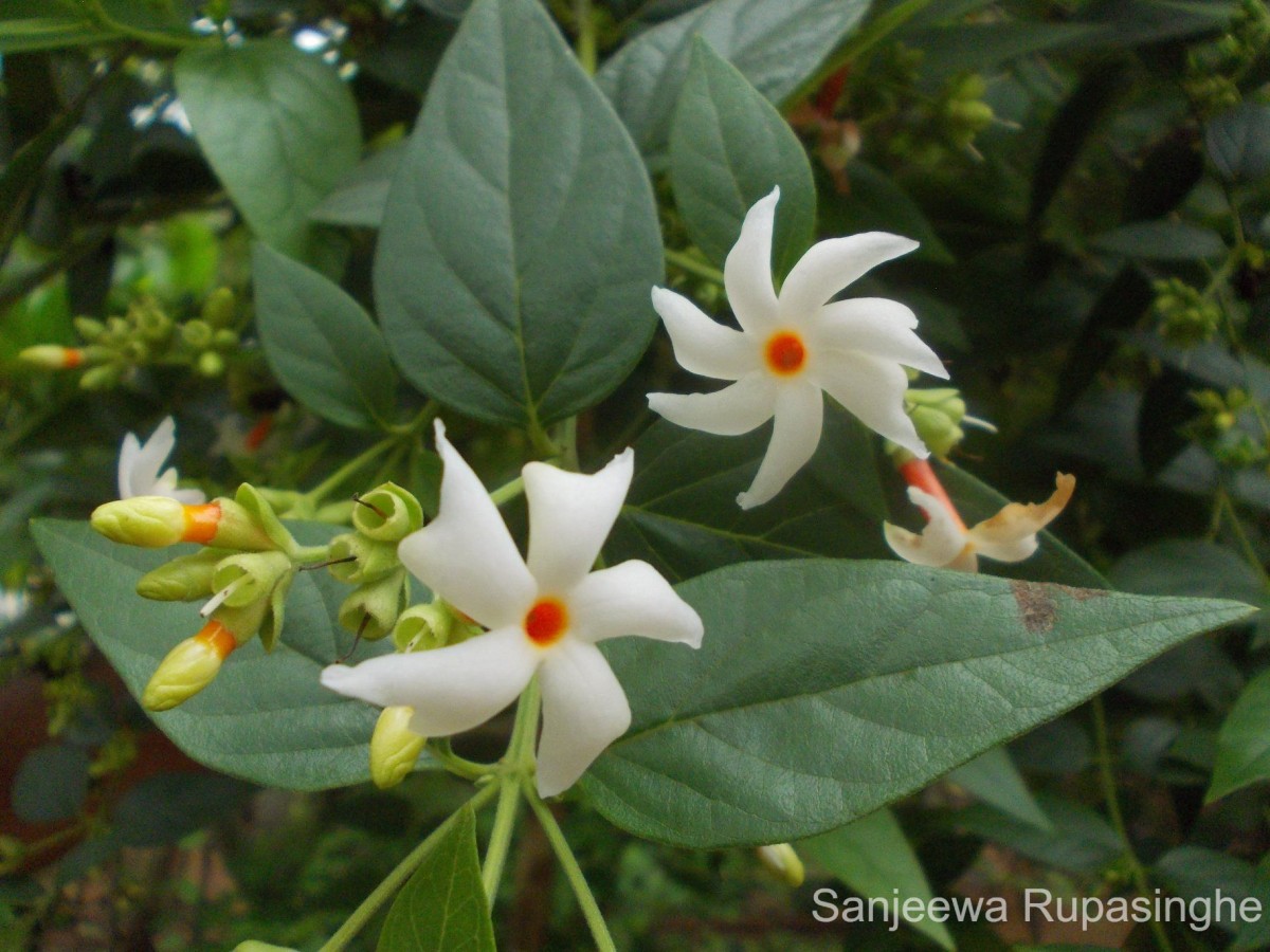 Nyctanthes arbor-tristis L.