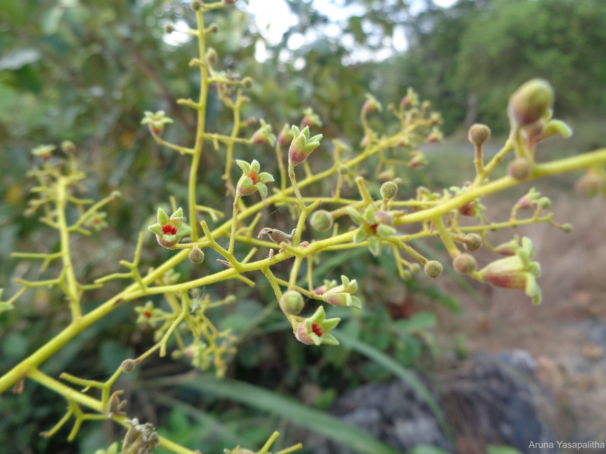 Sterculia urens Roxb.