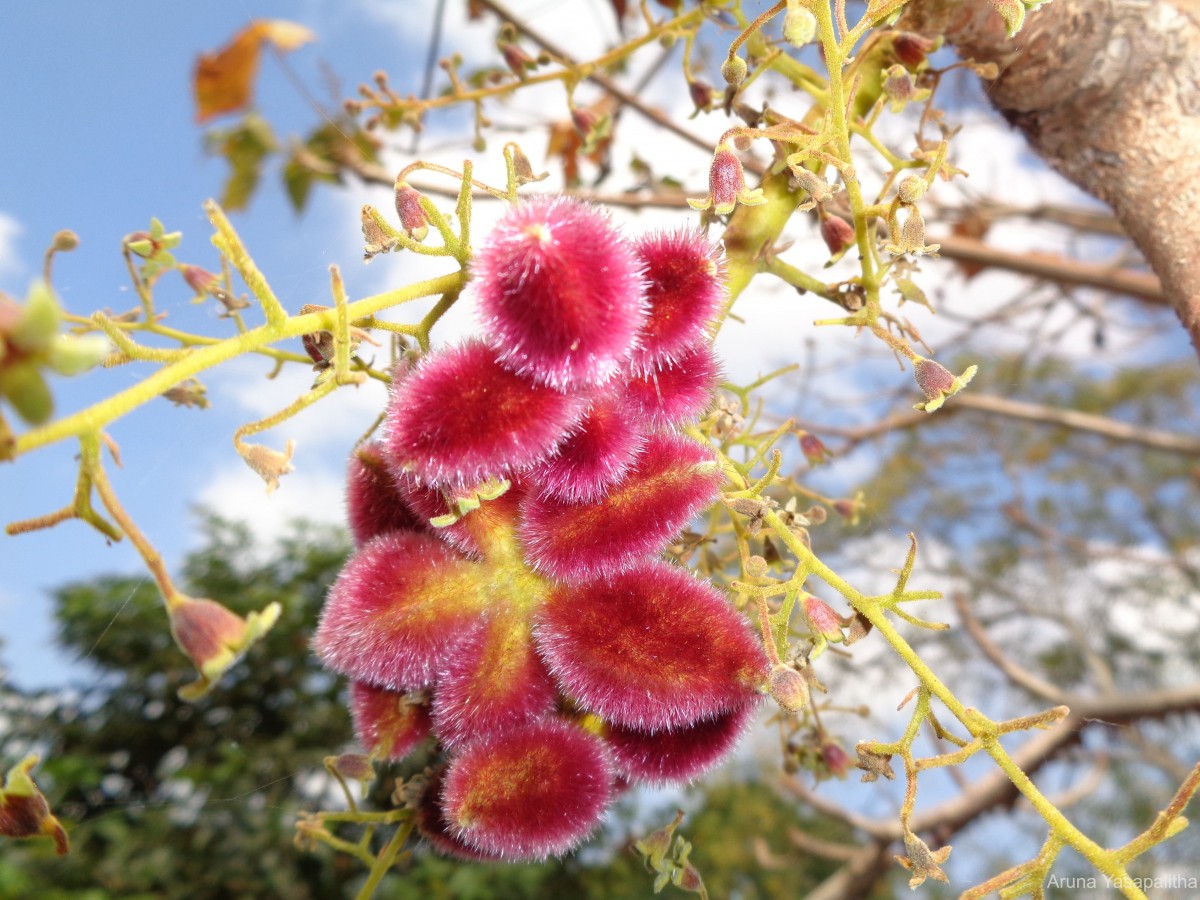 Sterculia urens Roxb.