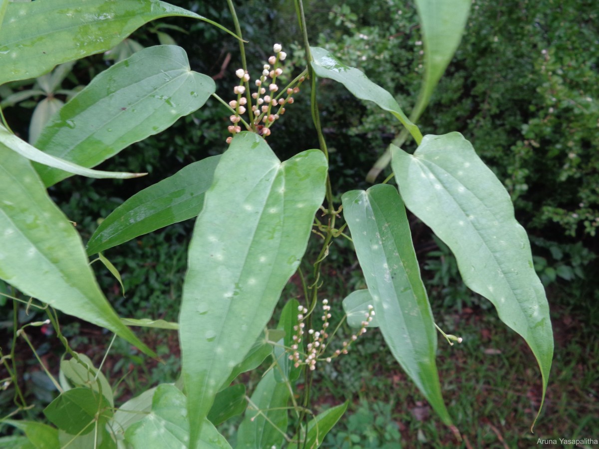 Dioscorea trimenii Prain & Burkill