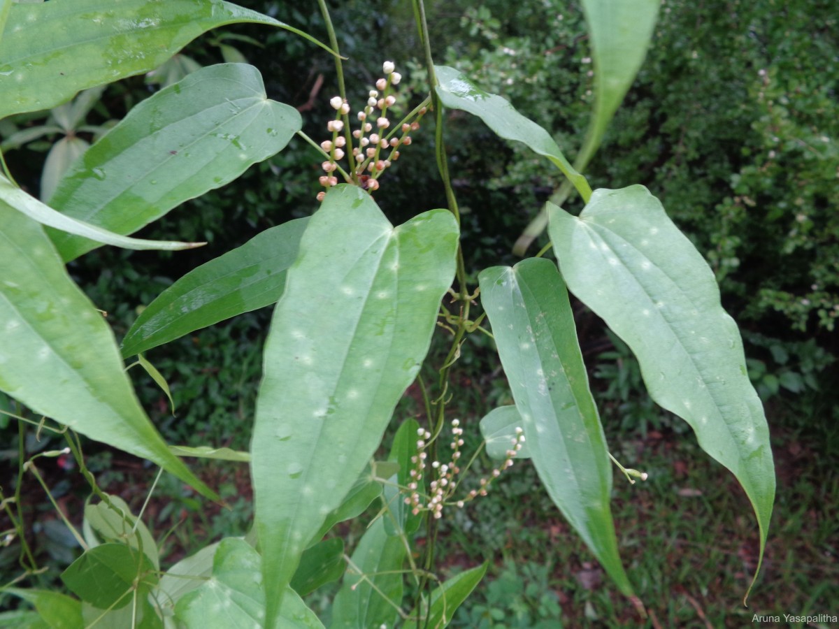 Dioscorea trimenii Prain & Burkill