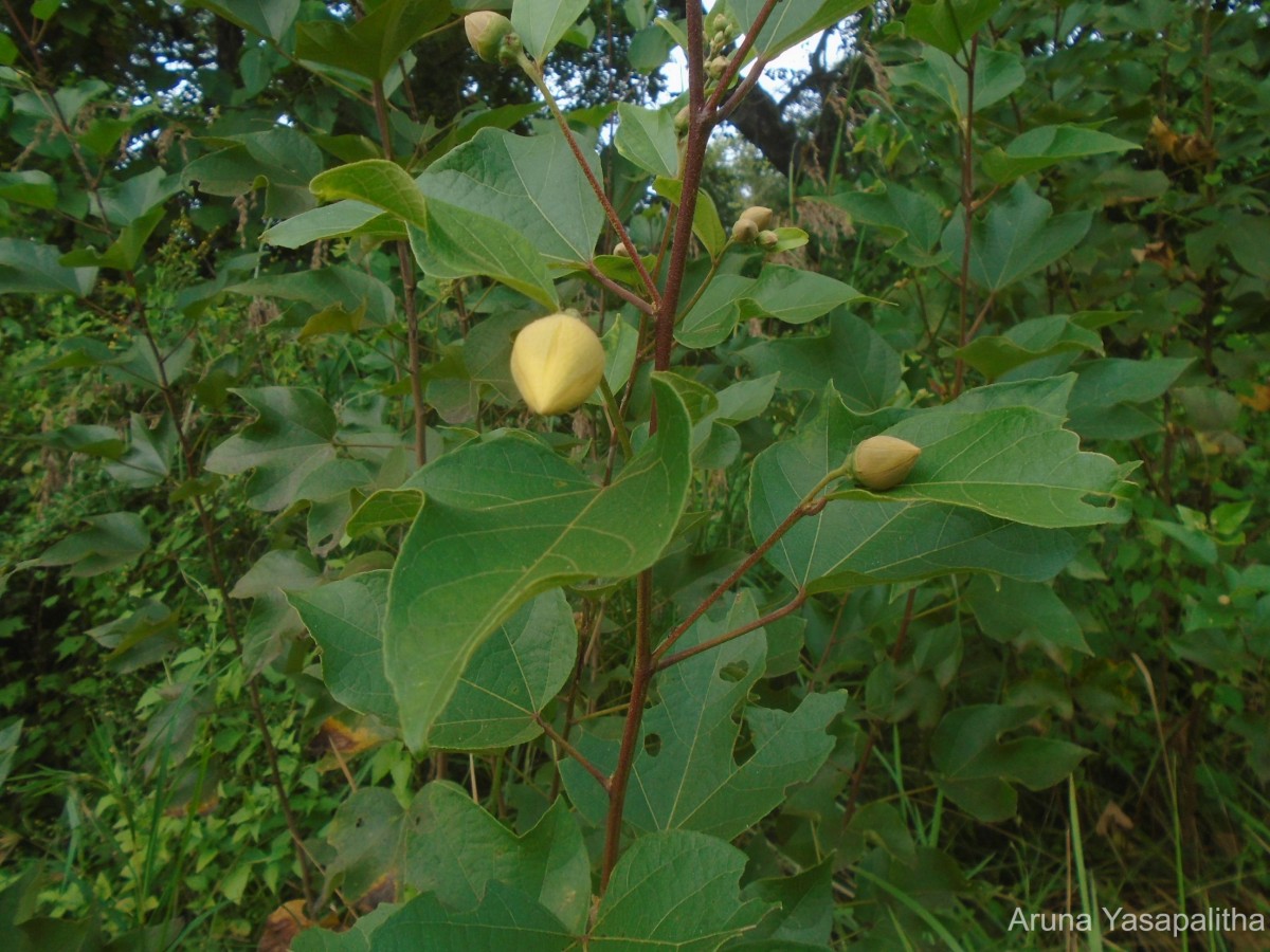 Azanza lampas (Cav.) Alef.