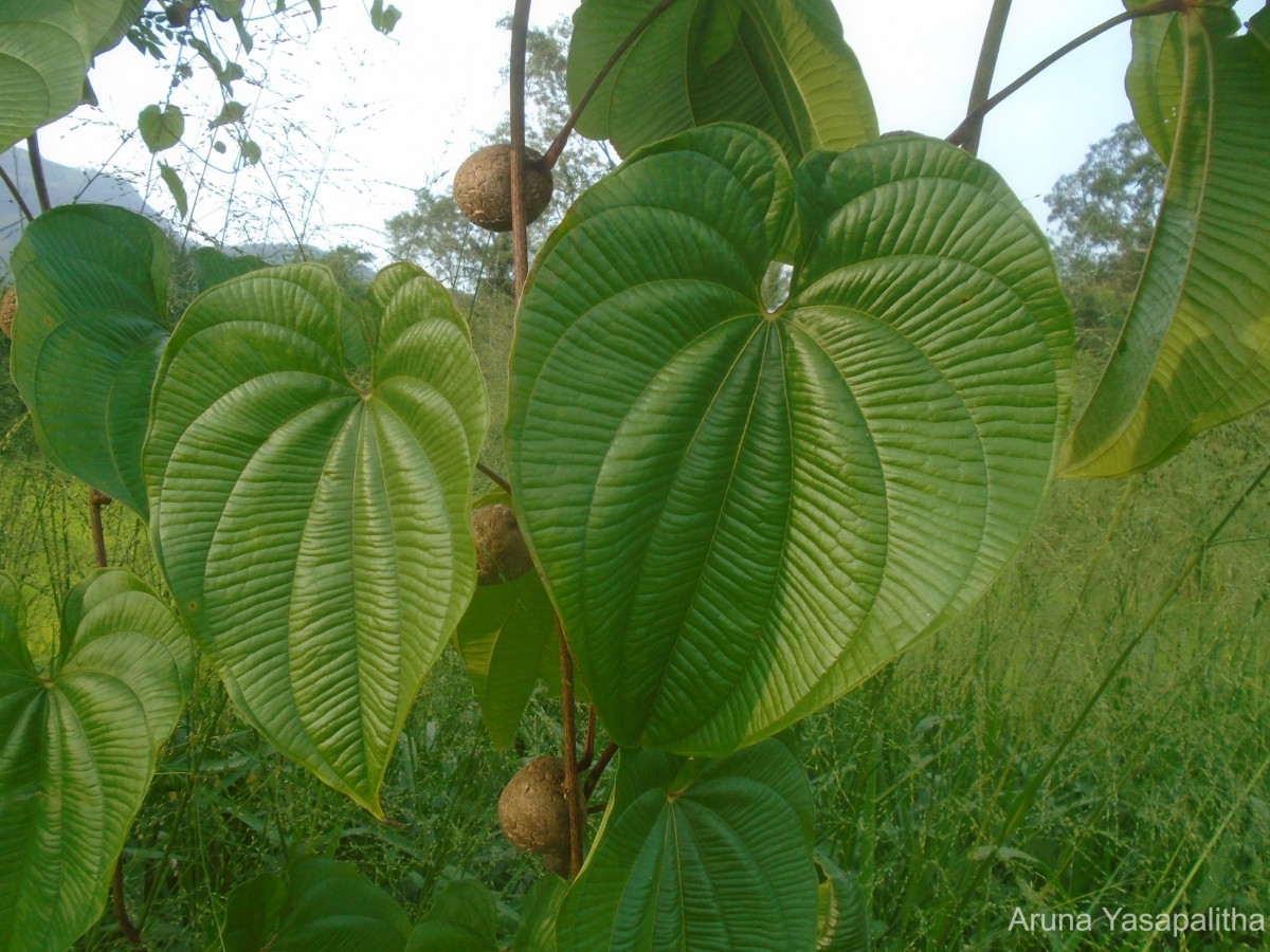 Dioscorea bulbifera L.