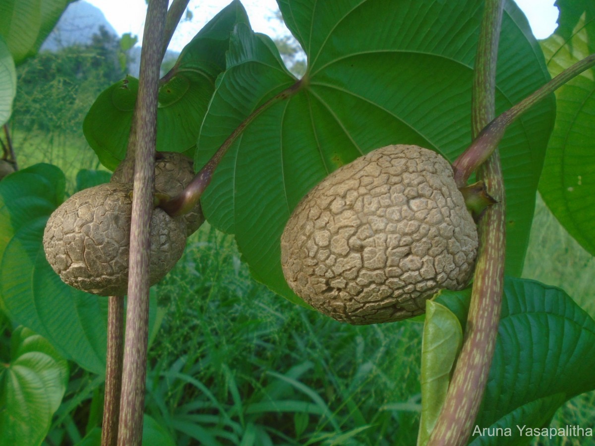 Dioscorea bulbifera L.