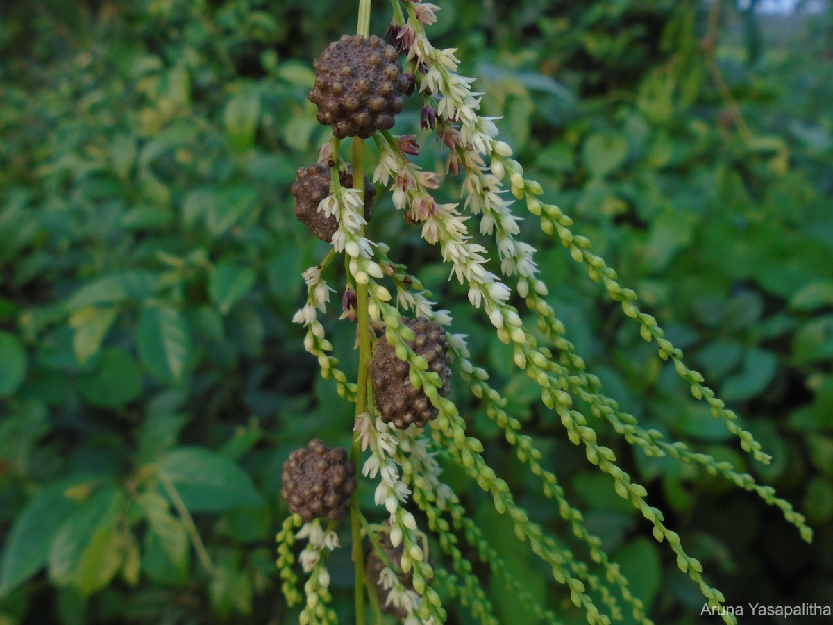 Dioscorea bulbifera L.