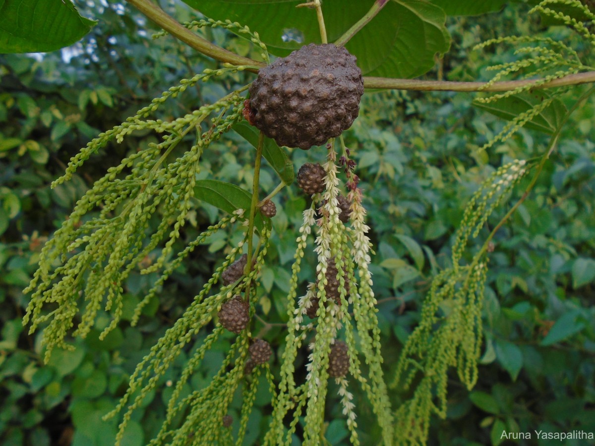 Dioscorea bulbifera L.