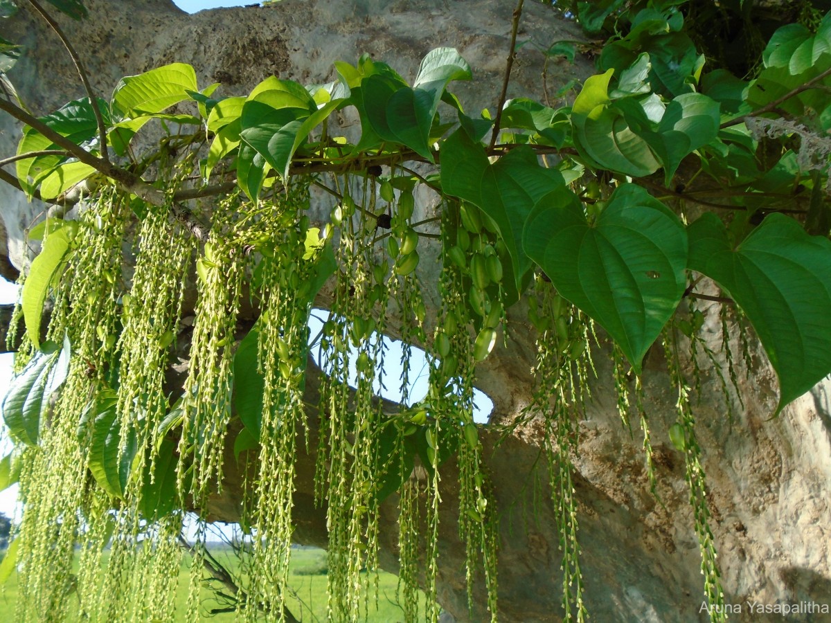 Dioscorea bulbifera L.