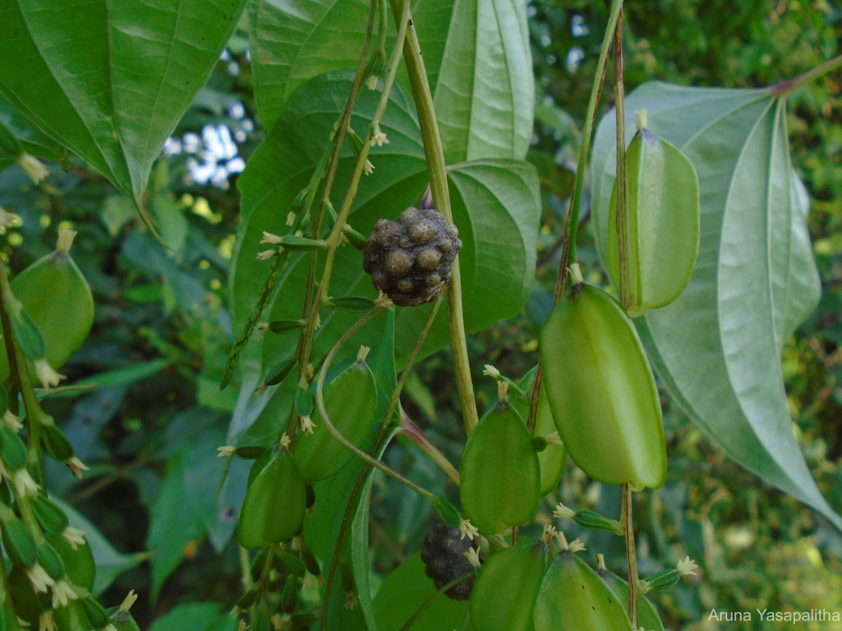 Dioscorea bulbifera L.