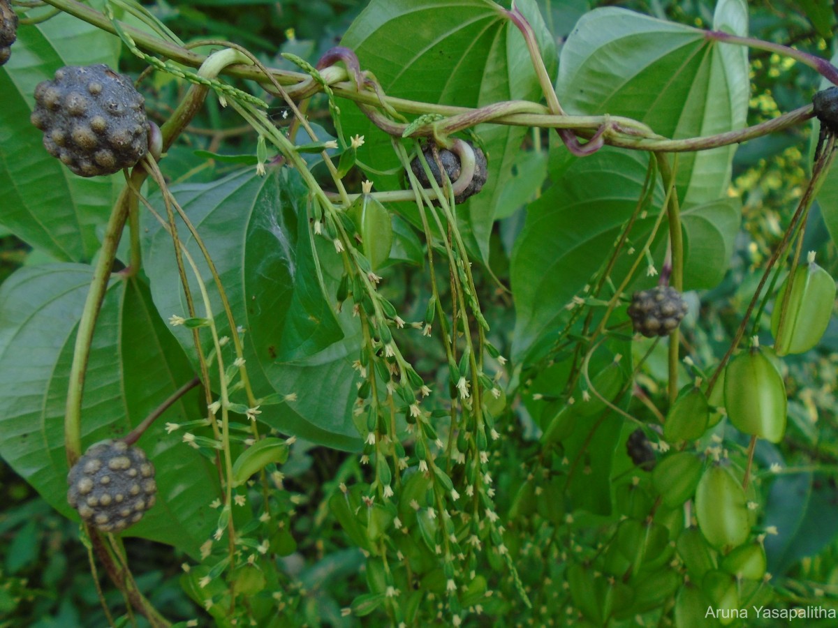 Dioscorea bulbifera L.