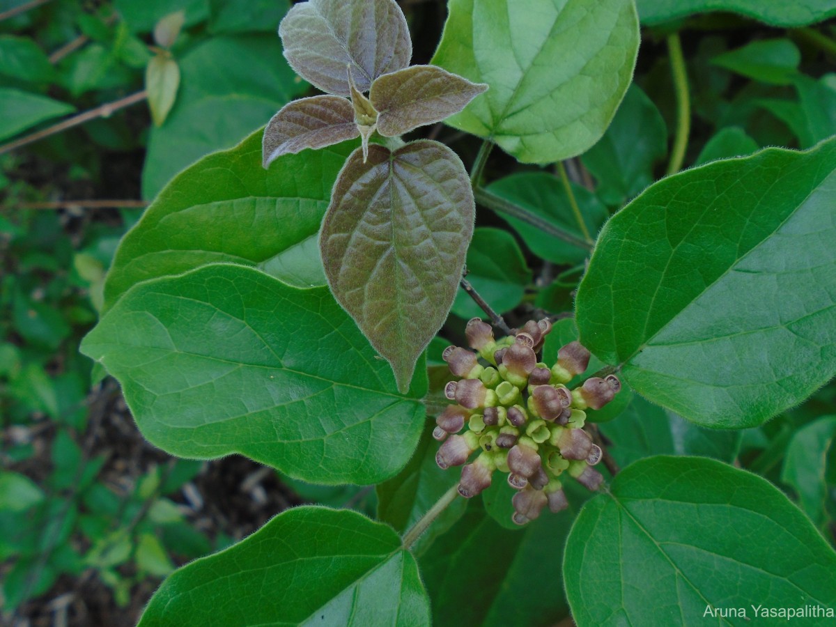 Premna corymbosa Rottler