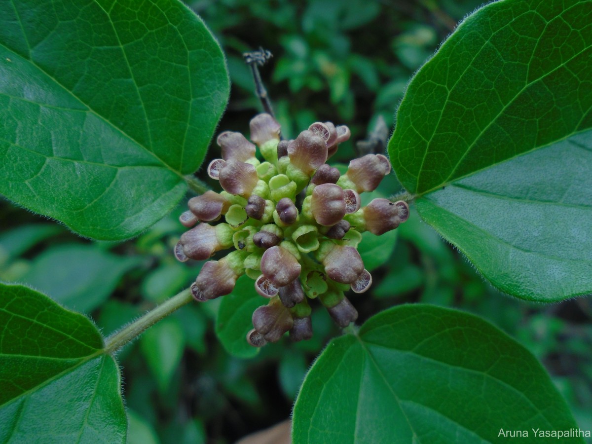 Premna corymbosa Rottler