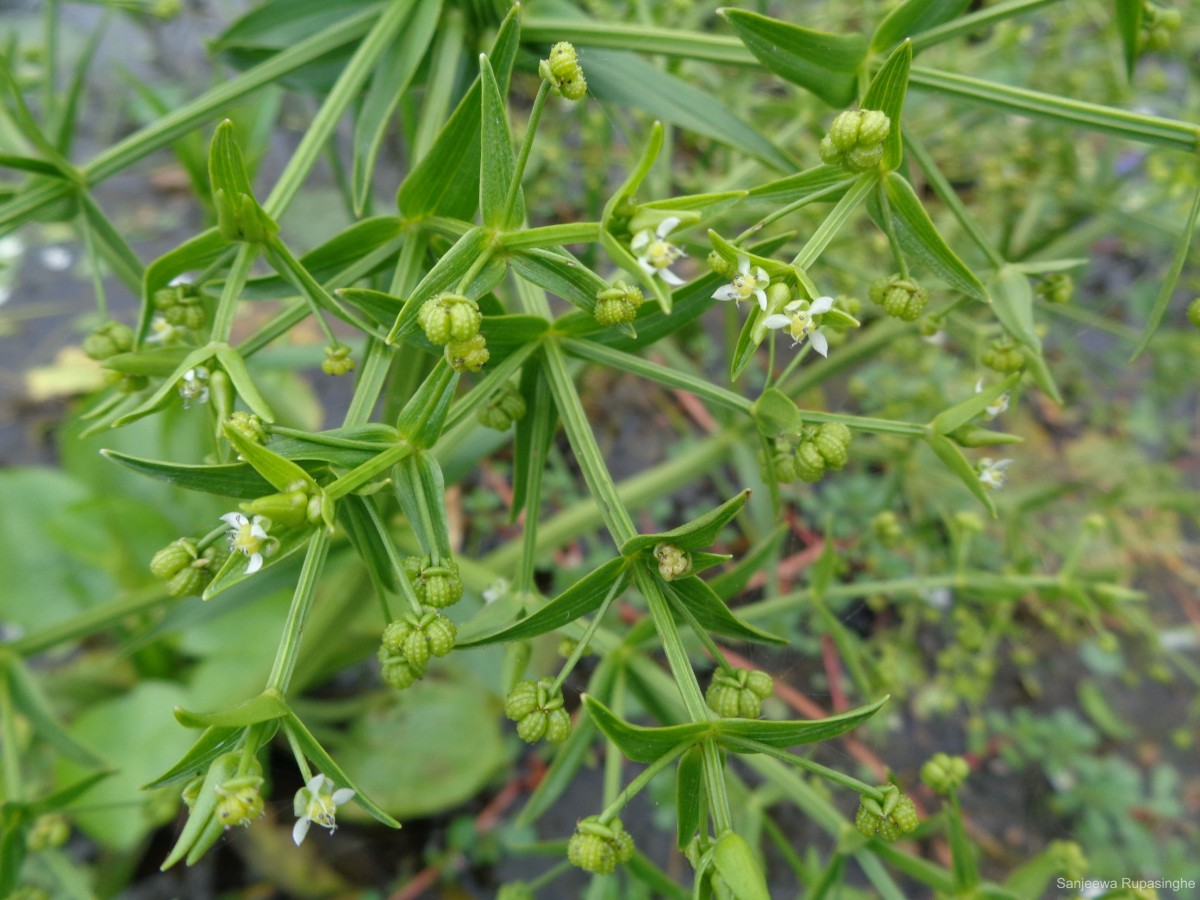 Albidella glandulosa (Thwaites) Lehtonen