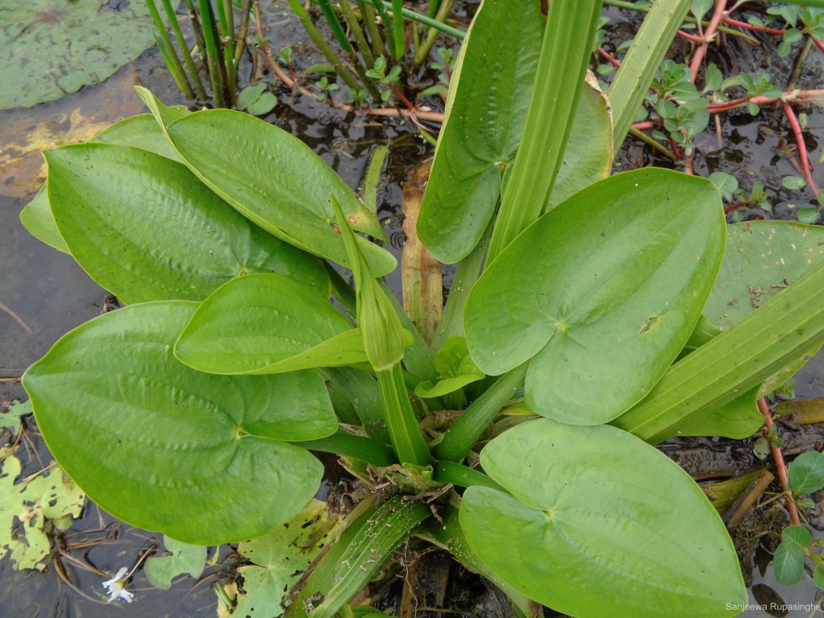 Albidella glandulosa (Thwaites) Lehtonen