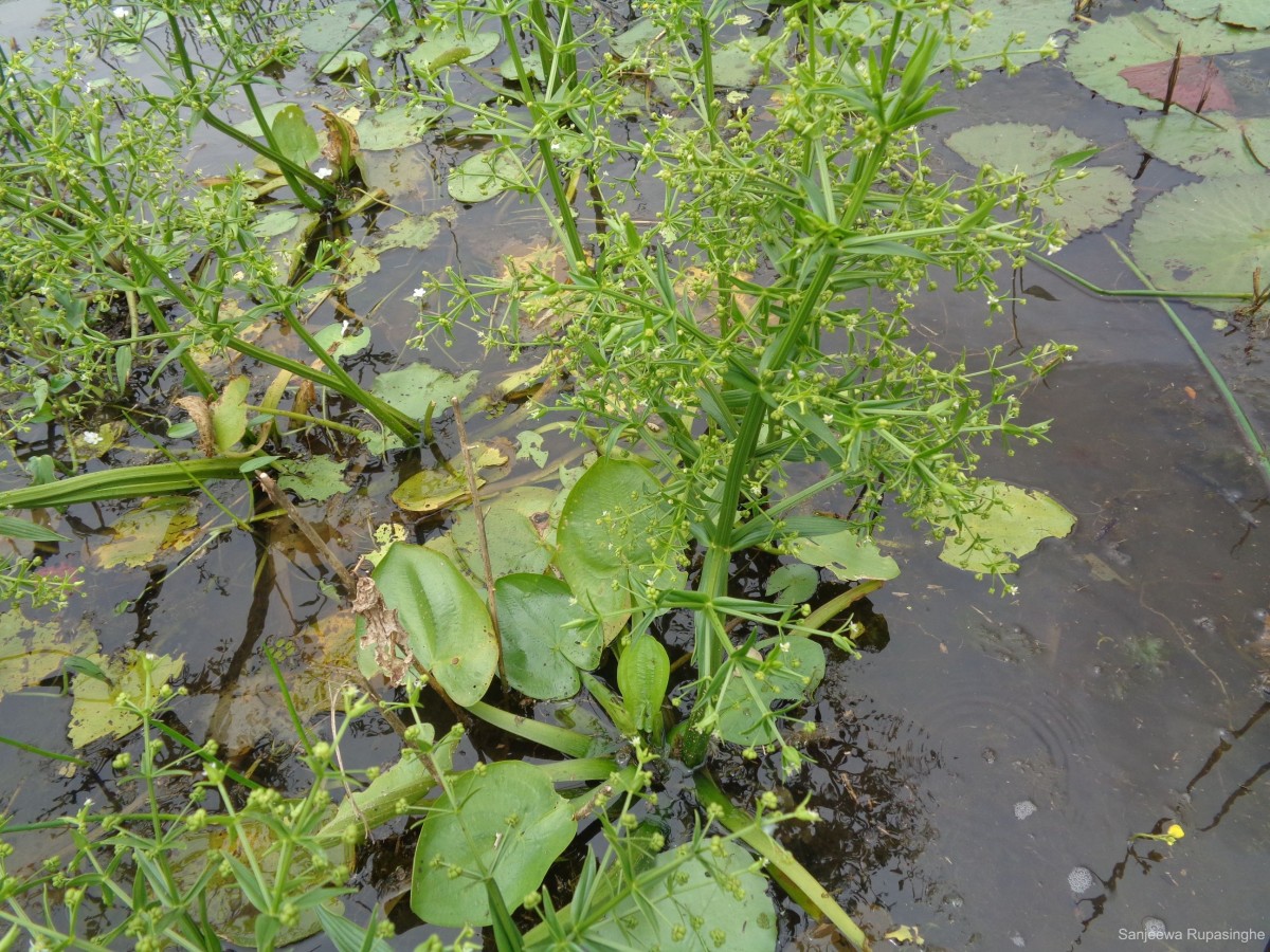 Albidella glandulosa (Thwaites) Lehtonen