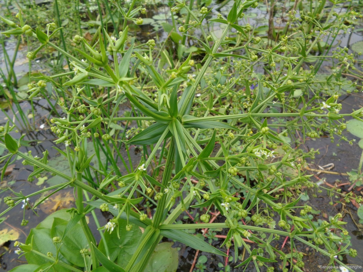 Albidella glandulosa (Thwaites) Lehtonen