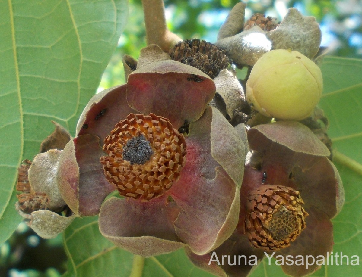 Uvaria littoralis (Blume) Blume