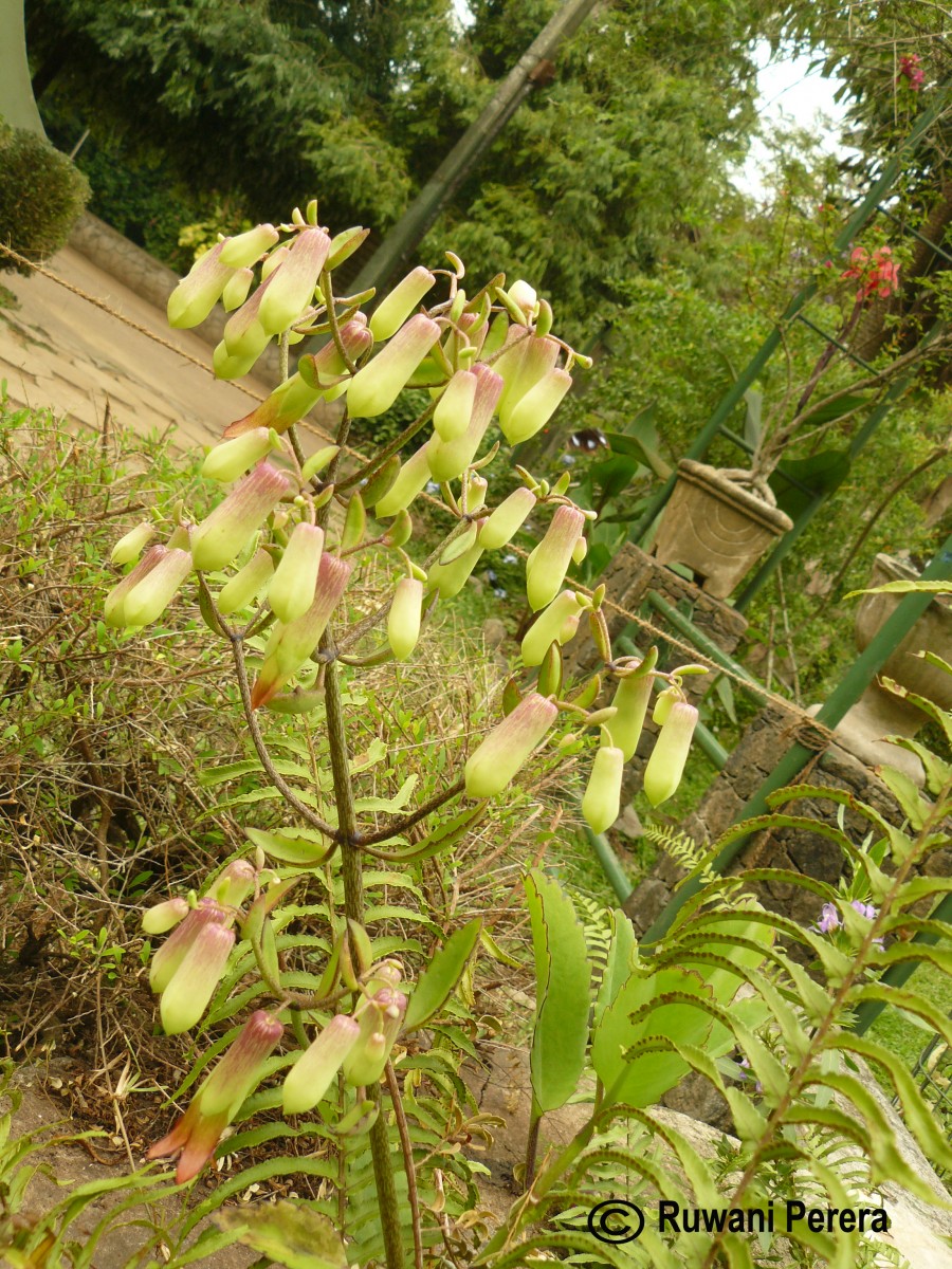 Kalanchoe pinnata (Lam.) Pers.