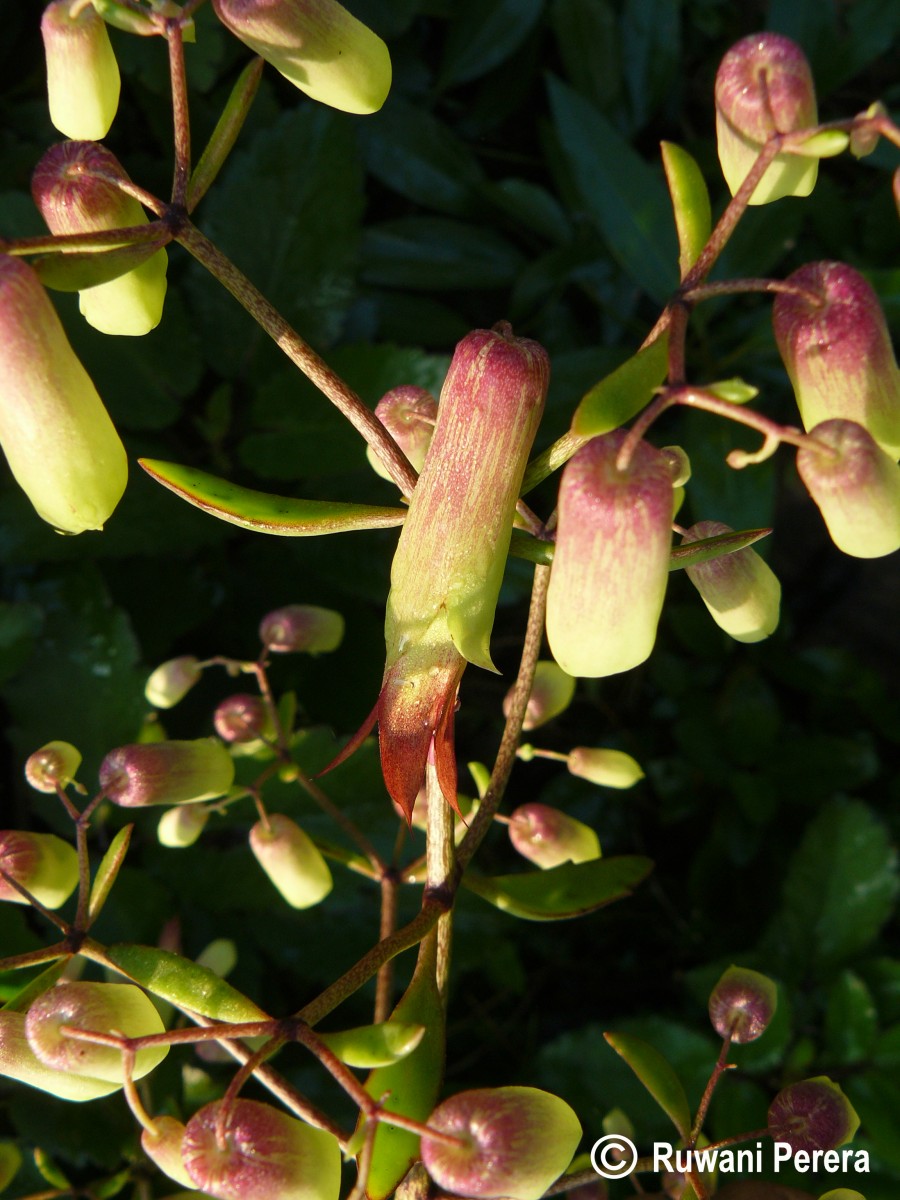 Kalanchoe pinnata (Lam.) Pers.