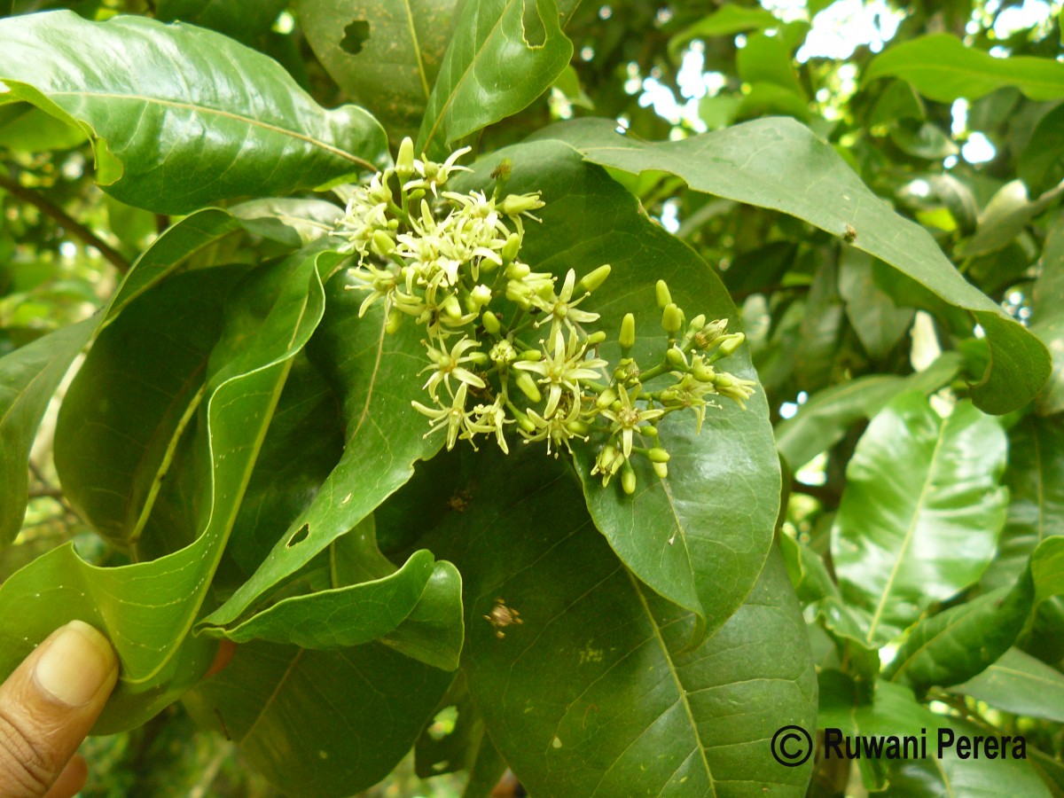 Acronychia pedunculata (L.) Miq.